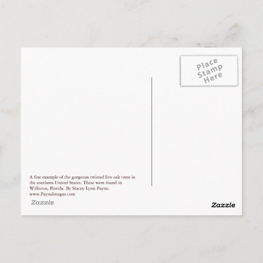 Twisted Live Oaks Postcard Postkarte (Rückseite)