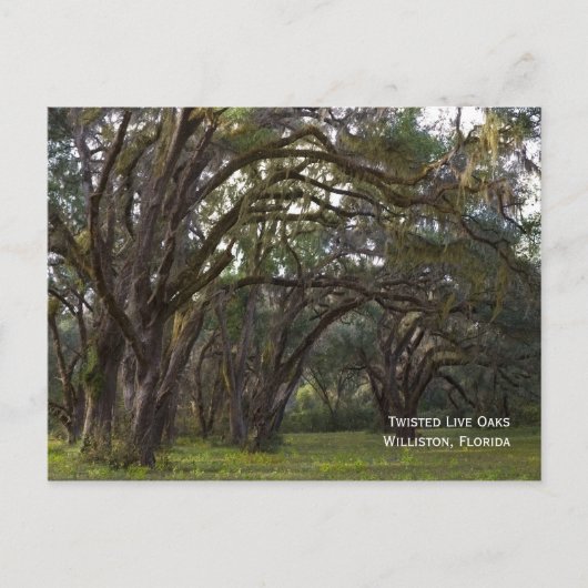 Twisted Live Oaks Postcard Postkarte (Vorderseite)