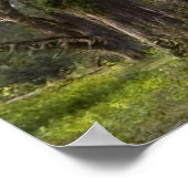 Twisted Live Oaks Print Poster (Ecke)