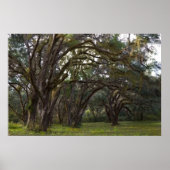 Twisted Live Oaks Print Poster (Vorne)