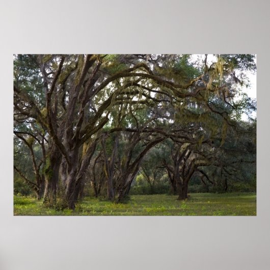 Twisted Live Oaks Print Poster (Vorne)