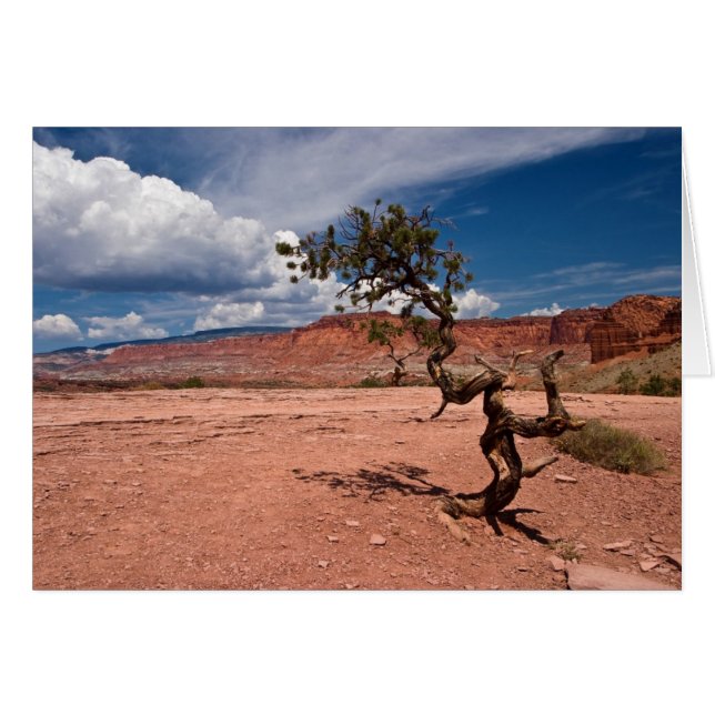 Twisted Pinyon Pine Tree (Vorderseite (Horizontal))