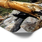 Twisty Foxtail Pine - Sierra Nevada Poster (Ecke)