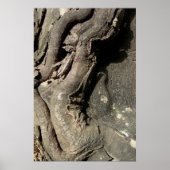 Twisty Tree Bark Poster (Vorne)
