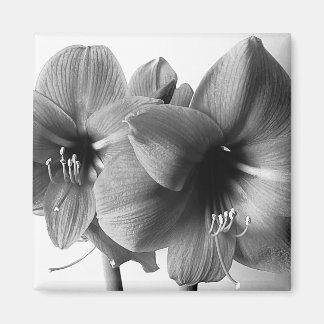 Two Amaryllis Flowers Photo Magnet