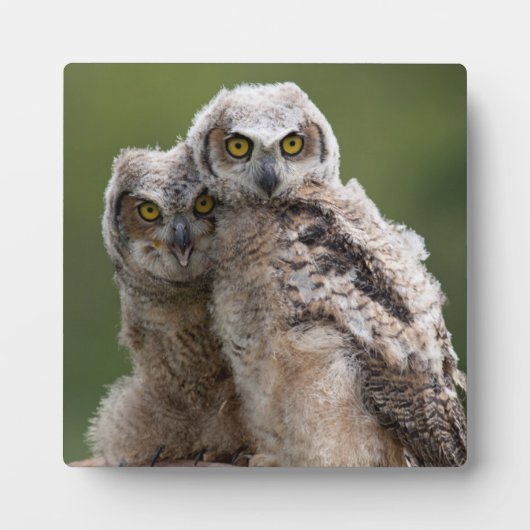 Two Baby Great Horned Owls Fotoplatte (Vorderseite)