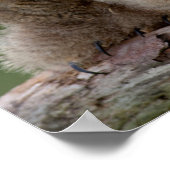 Two Baby Great Horned Owls Poster (Ecke)