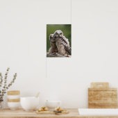 Two Baby Great Horned Owls Poster (Küche)