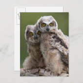 Two Baby Great Horned Owls Postkarte (Vorne/Hinten)