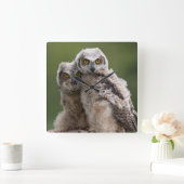 Two Baby Great Horned Owls Quadratische Wanduhr (Zuhause)