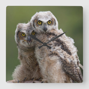 Two Baby Great Horned Owls Quadratische Wanduhr