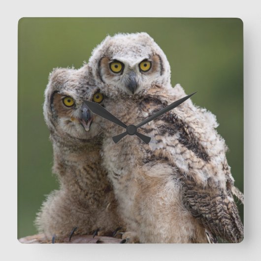Two Baby Great Horned Owls Quadratische Wanduhr (Vorderseite)