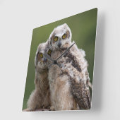 Two Baby Great Horned Owls Quadratische Wanduhr (Winkel)