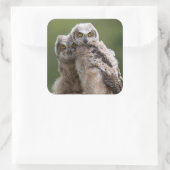 Two Baby Great Horned Owls Quadratischer Aufkleber (Tasche)