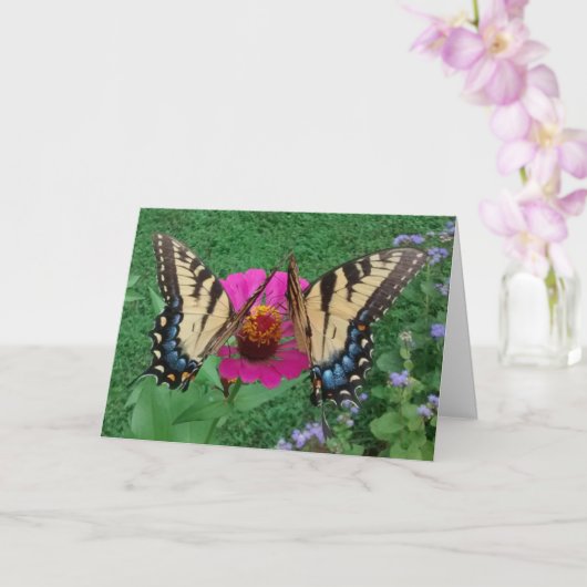 Two Butterflies Sharing a Pink Zinnia, Blank Karte (Orchidee)