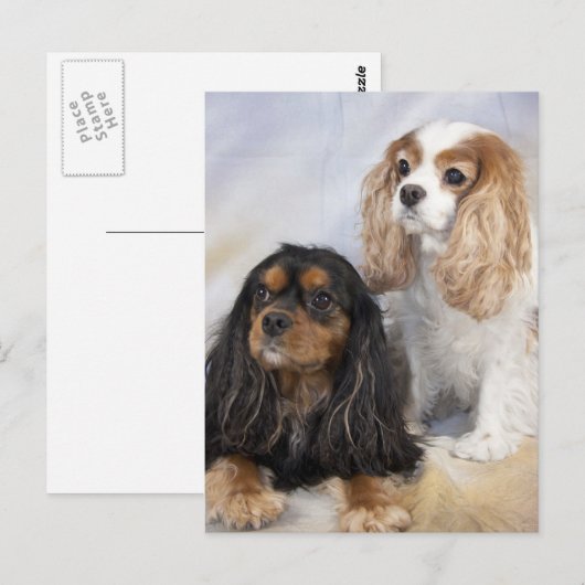 Two Cavalier King Charles Spaniels Postkarte (Vorne/Hinten)