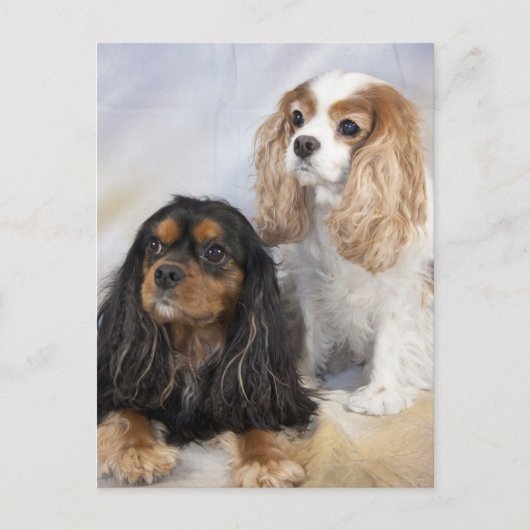 Two Cavalier King Charles Spaniels Postkarte (Vorderseite)