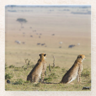 Two cheetahs on the look out glasuntersetzer