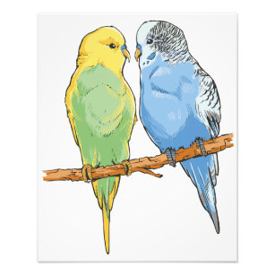 Two cute blue and green Budgies Fotodruck
