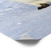 Two Emperor Penguins in Antarctica Poster (Ecke)
