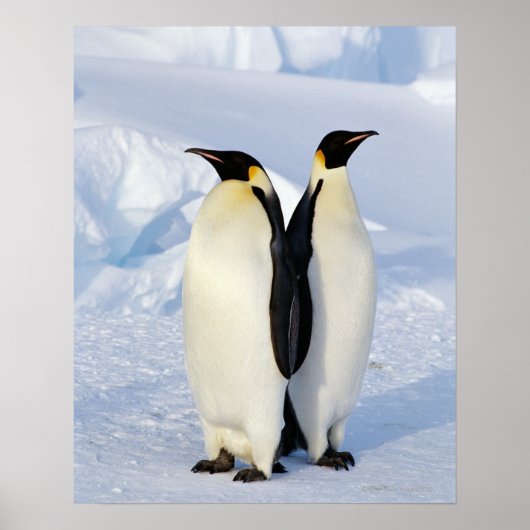 Two Emperor Penguins in Antarctica Poster (Vorne)