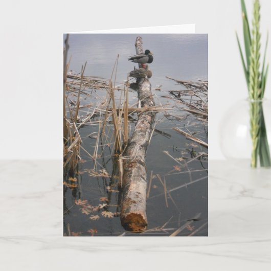 "Two Encks upon a log" Danke Karte (Vorderseite)