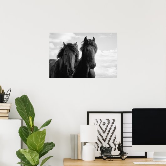Two Friesian Stallions. Poster (Heimbüro)
