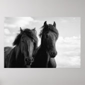Two Friesian Stallions. Poster (Vorne)