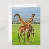 Two Giraffes Postkarte (Vorne/Hinten)