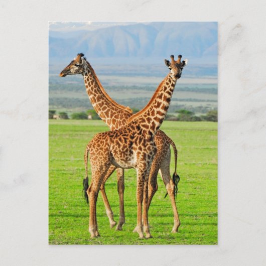 Two Giraffes Postkarte (Vorderseite)