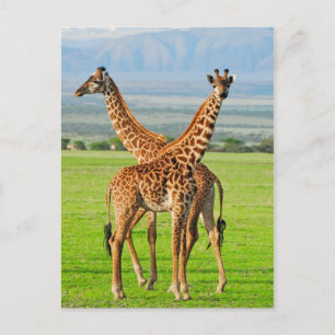 Two Giraffes Postkarte