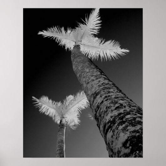Two infrared palm trees. poster (Vorne)