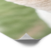 Two Llamas Poster (Ecke)