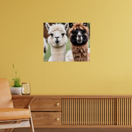 Two Llamas Poster