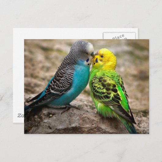 Two Parakeets Postkarte (Vorne/Hinten)