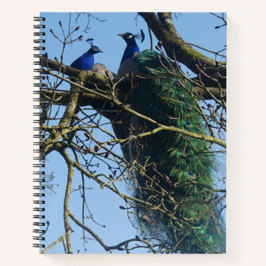 Two Peacocks in a Tree Notebook Notizblock (Vorderseite)