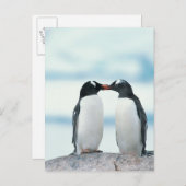 Two Penguins touching beaks Postkarte (Vorne/Hinten)
