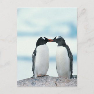 Two Penguins touching beaks Postkarte