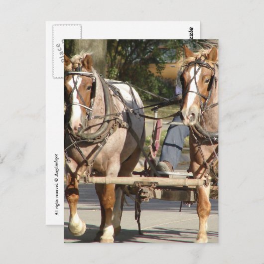  Two Red Roan Horses Postkarte (Vorne/Hinten)