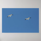 Two seagulls flying A3 Poster (Vorne)