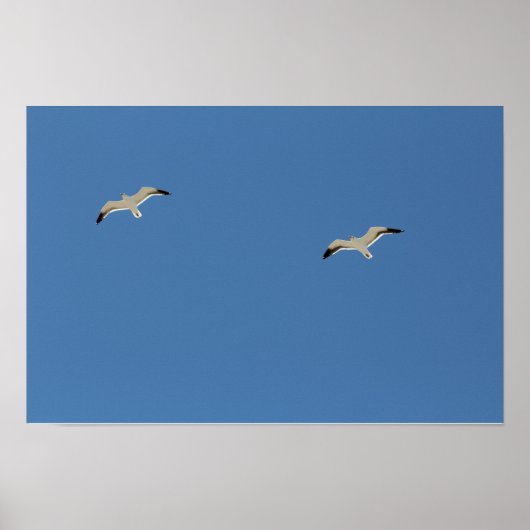Two seagulls flying A3 Poster (Vorne)