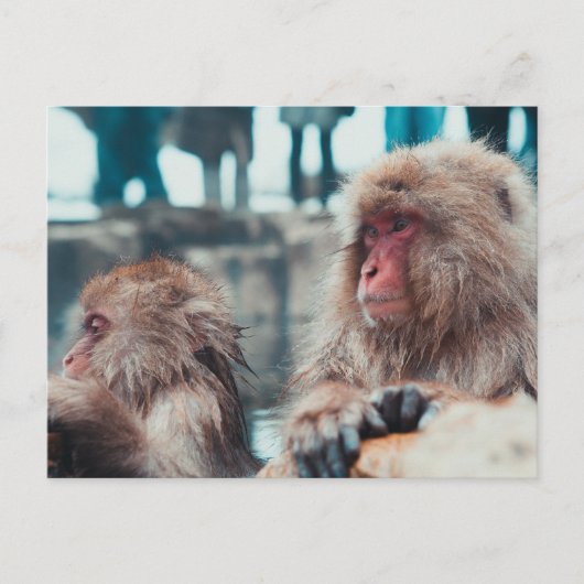 Two Snow Monkeys in Nagano, Japan Postkarte (Vorderseite)