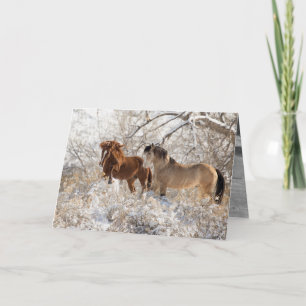 Two Stallions in Snow - Wild Horse Greeting Card Karte