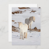 Two White Icelandic Horses Postkarte (Vorne/Hinten)