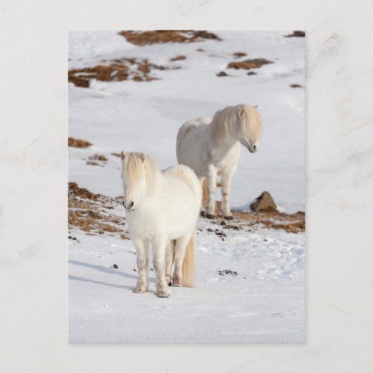 Two White Icelandic Horses Postkarte (Vorderseite)