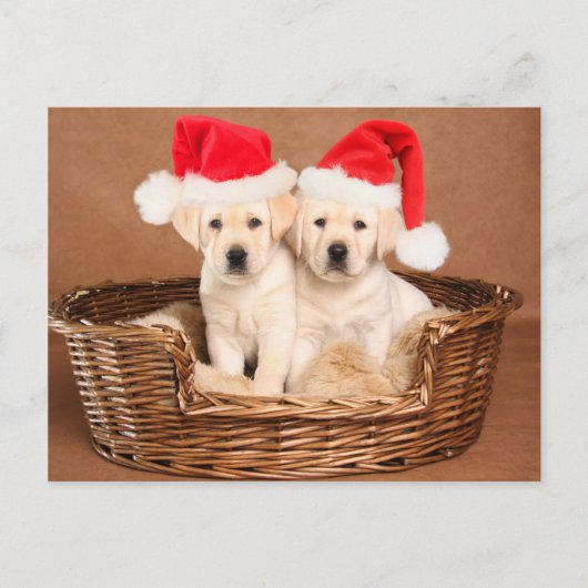 Two Yellow Lab Christmas Puppies Feiertagspostkarte (Vorderseite)