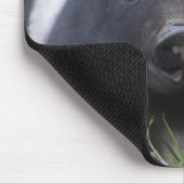 Twp Baby-Schweine; Niedliche Ferkel auf dem Mousepad (Ecke)