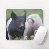 Twp Baby-Schweine; Niedliche Ferkel auf dem Mousepad (Mit Mouse)
