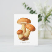 Tylopilus Postkarte (Stehend Vorderseite)