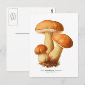 Tylopilus Postkarte (Vorne/Hinten)